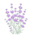 bunch of lavender flowers vector image