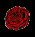 red rose flower isolated on black background vector image vector image