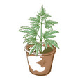 cannabis or marijuana push in pot indica tree vector image vector image
