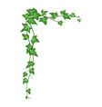 ivy corner isolated on white background climbing vector image vector image