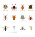 Human skin parasites and housing pests insects Vector Image