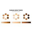 skin tone color scale chart brown palette vector image vector image
