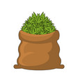 full sack of cannabis large bag marijuana vector image