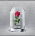 rose in glass dome isolated beautiful red flower vector image vector image
