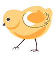 small chicken baby chick farming animal vector image vector image