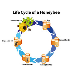 Diagram showing pollination with flower and bee Vector Image