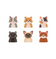 cute cats collection isolated on white background vector image vector image