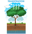 diagram showing transpiration tree vector image