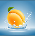 apricot fruit in water splash vector image