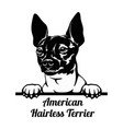 peeking dog - american hairless terrier breed vector image vector image
