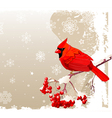 red cardinal bird background vector image vector image