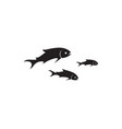 fish silhouette template salmon black vector image