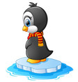 little penguin on a bit of ice vector image