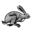 wild hare or rabbit is jumping cute bunny vector image vector image