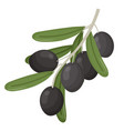 olive branch stems healthy natural decorative vector image