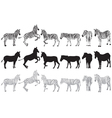 set of zebra vector image