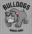 vintage bulldog mascot vector image vector image