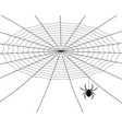 spider weaves a web vector image vector image