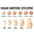 human embryonic development in infographic vector image
