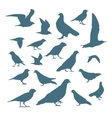 birds silhouettes vector image