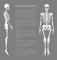 human skeleton and text sample vector image