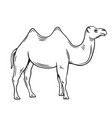 two-humped camel or bactrianus vector image vector image