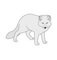 arctic fox vector image
