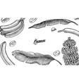 banana fruit and palm leaves poster or banner vector image