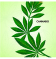 cannabis benefits vector image