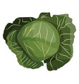 green cabbage of vegetables on white background vector image