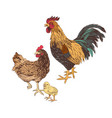hand drawn rooster hen and chicken vector image vector image