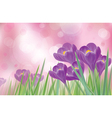 flowers spring vector image vector image