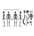 set human bones skeleton vector image