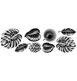 set various tropical leaves design elements vector image vector image
