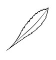 tree leaf coloring book vector image vector image