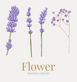 flower element watercolor wedding vector image vector image