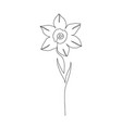 daffodils flower on white vector image