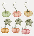 autumn pumpkin watercolor vector image