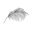 palm leaves sketch vector image vector image