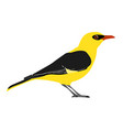 oriolus - eurasian golden oriole - male vector image vector image