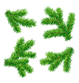 set of fir branches vector image