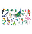 collection beautiful tropical exotic birds vector image