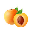 realistic apricot fruit composition vector image