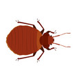 cimex lectularius - bed bug - dorsal view - flat vector image vector image