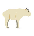 budorcas taxicolor bedfordi - golden takin - flat vector image vector image