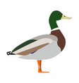 anas platyrhynchos - mallard - male - side view vector image vector image