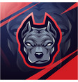 pitbull head esport mascot logo vector image