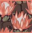 protea seamless pattern design hand-drawn flower vector image