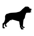 dog rottweiler breed silhouette vector image vector image