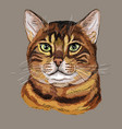 colorful bengal cat vector image